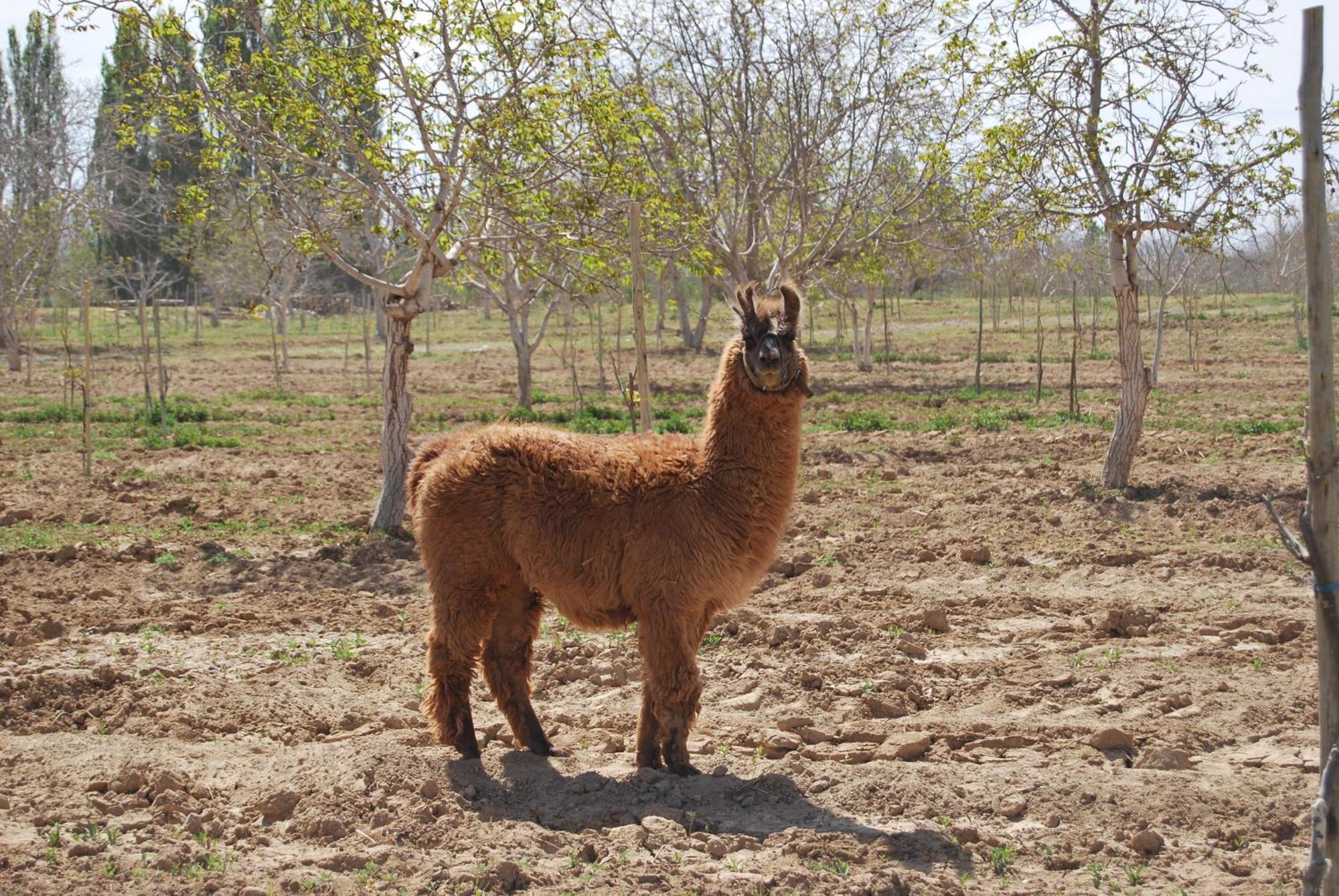 Finca Huayrapuca Famatina المظهر الخارجي الصورة